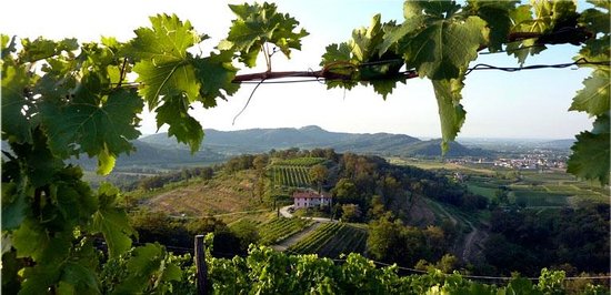 Colli Orientali | 2 tot 40 personen