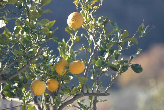 Campania, het land waar de citroenen bloeien